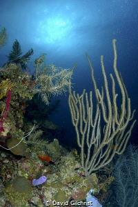 Reef Scenic on Texas Drift Dive, Roatan Marine Park, Hond... by David Gilchrist 